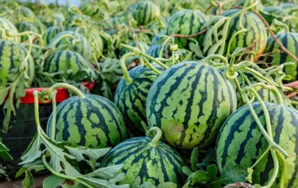 100% Natural Delicious Taste Best Quality Wholesale Vietnam Fresh Fruit Watermelon at Reliable Market Price