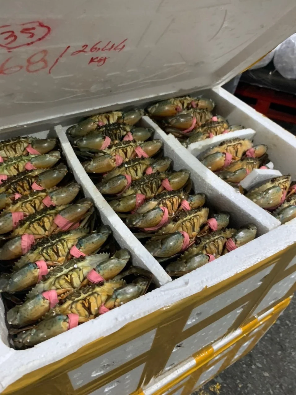 Premium Quality Exported Live Mud Crab Male Or Female Fresh Crabs For Wholesale Fresh Live Crab Live Mud Crab Live Seafood