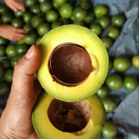 Wholesale price/cheap Fresh Avocado / Hass Avocado, Fuerte Avocado/ Fresh