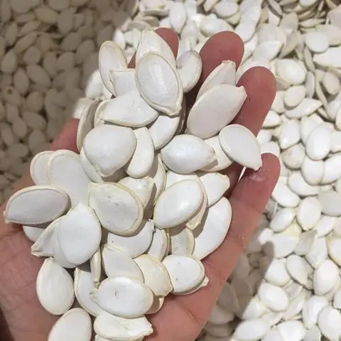 Different types of sunflower seeds / Sun flower Seeds Kernel