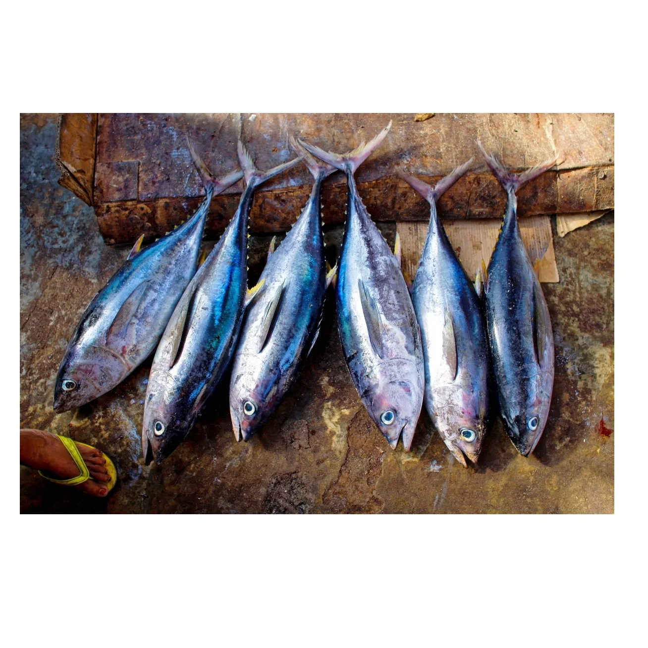 Frozen Yellowfin Tuna Fish For Exports
