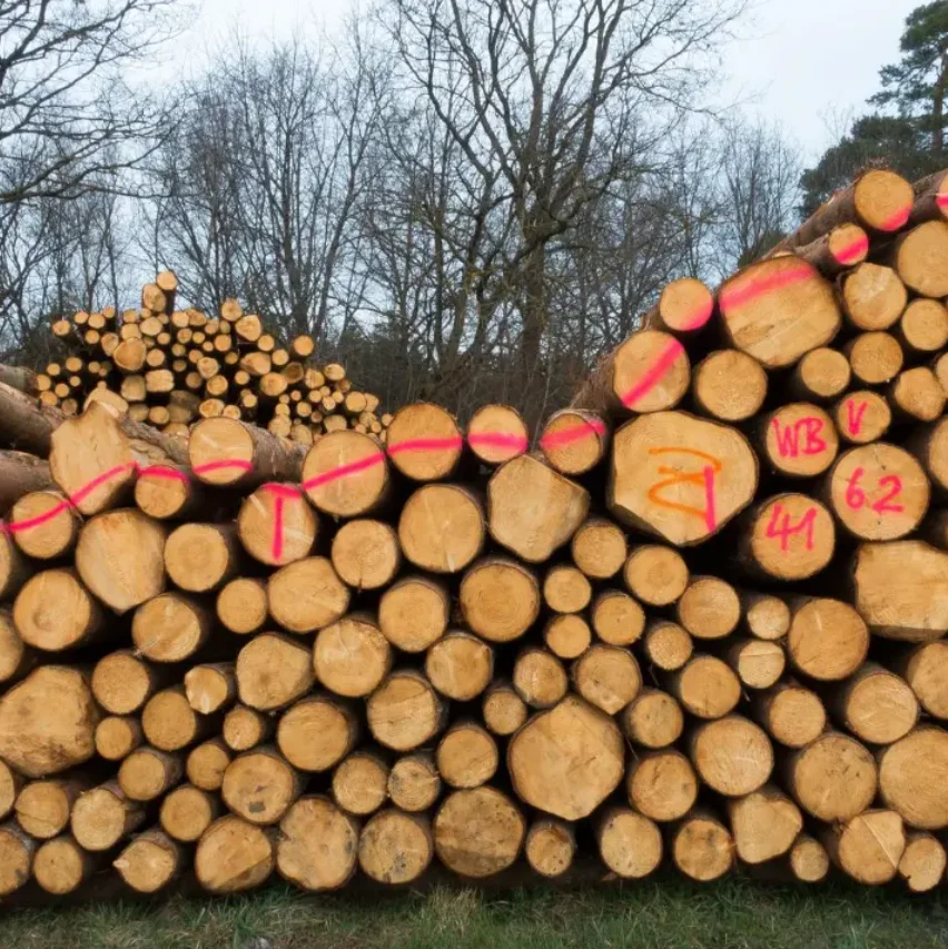CHEAP PINE SPRUCE BIRCH OAK ASH LOGS/TIMBER and eucalyptus timber wood logs