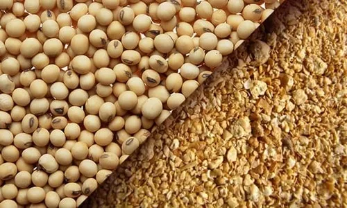 GMO Soybean.jpg