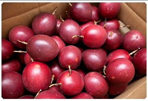 Passion fruit best seller wholesale delicious cheap price competitive price new harvest season crop fresh customized size