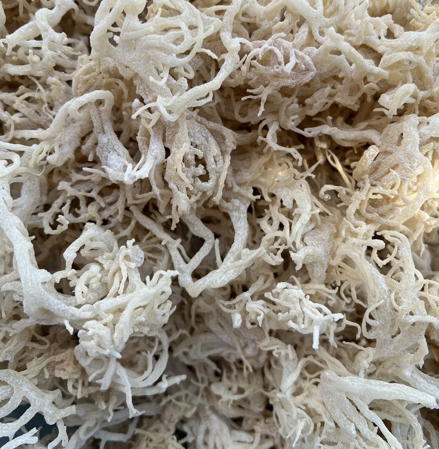 [BEST SALE ]SEAWEED DRIED EUCHEUMA  COTTONII FROM VIETNAM 2024 WITH HIGH QUALITY