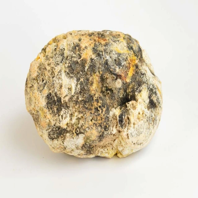 Floating Gold Ambergris Whale Vomit Wholesale Supplier | Shop Online The Treasure Of The Sea