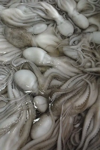 Indian Factory High Quality Good Price Frozen Whole  and  Cleaned  Octopus  Wholesale