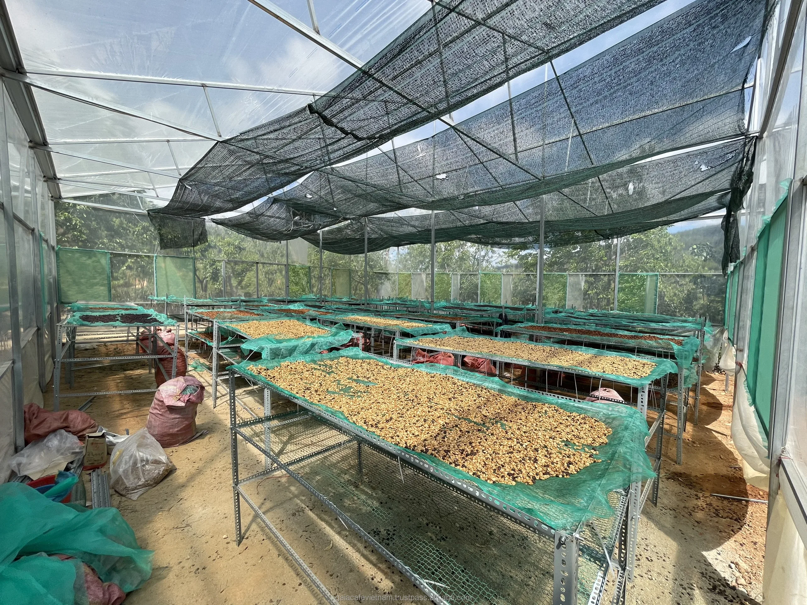 Green Robusta Coffee Beans Directly from Highland Farm 100% Robusta green coffee beans supplied by Viet Coffee Company