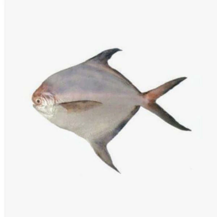 HOT SALES FROZEN FRESH RED POMFRET with cheap price (Wholesale)