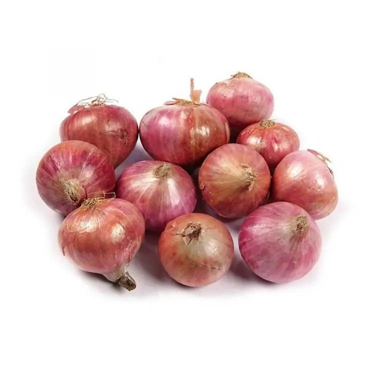 High Quality Product from South Africa - Fresh Onions Healthy New Natural and Organic Vegetables