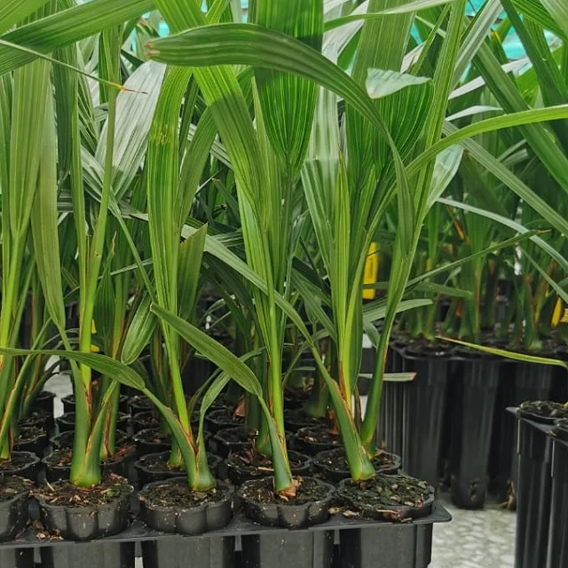 Advance Variety Seedling High Temperatures And Drought Elongated In Shape 30to90 cm Long Palm Phoenix Tissue Culture Date