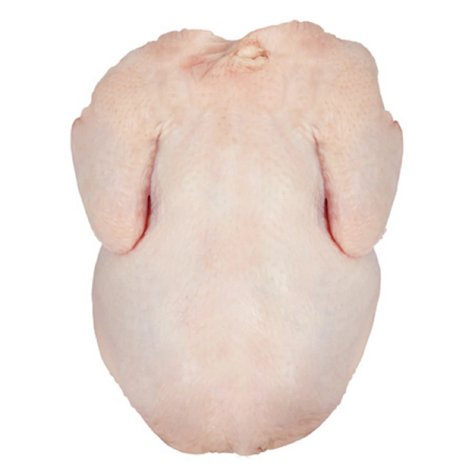 Wholesale halal frozen whole chicken Cheap price