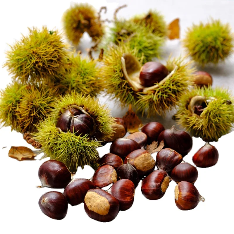 Chinese Sweet Chestnuts Green Organic Sugar Free Nature Chestnuts Kernels For Sale