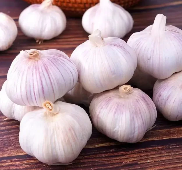 Wholesale Newest Crop Sumatra Red Onions Fresh and Original from Indonesia Premium Quality Onion Suppliers