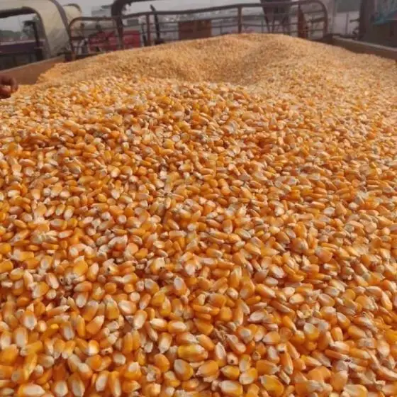 Dried Yellow Maize Available for Sale