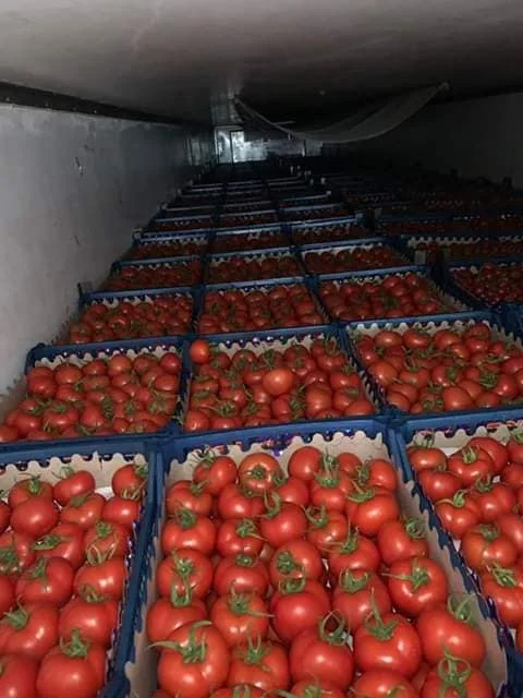 Fresh tomatoes