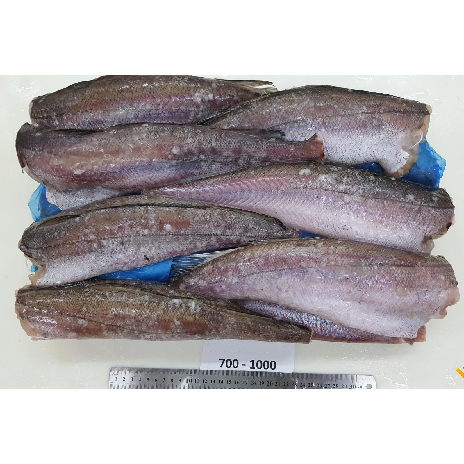 Fresh frozen Hake whole fish, Frozen Hake fish fillet hake available