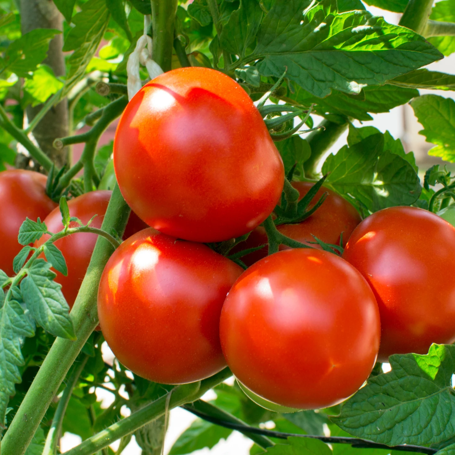 - Fresh Red Farm Harvested Tomatoes For Sale