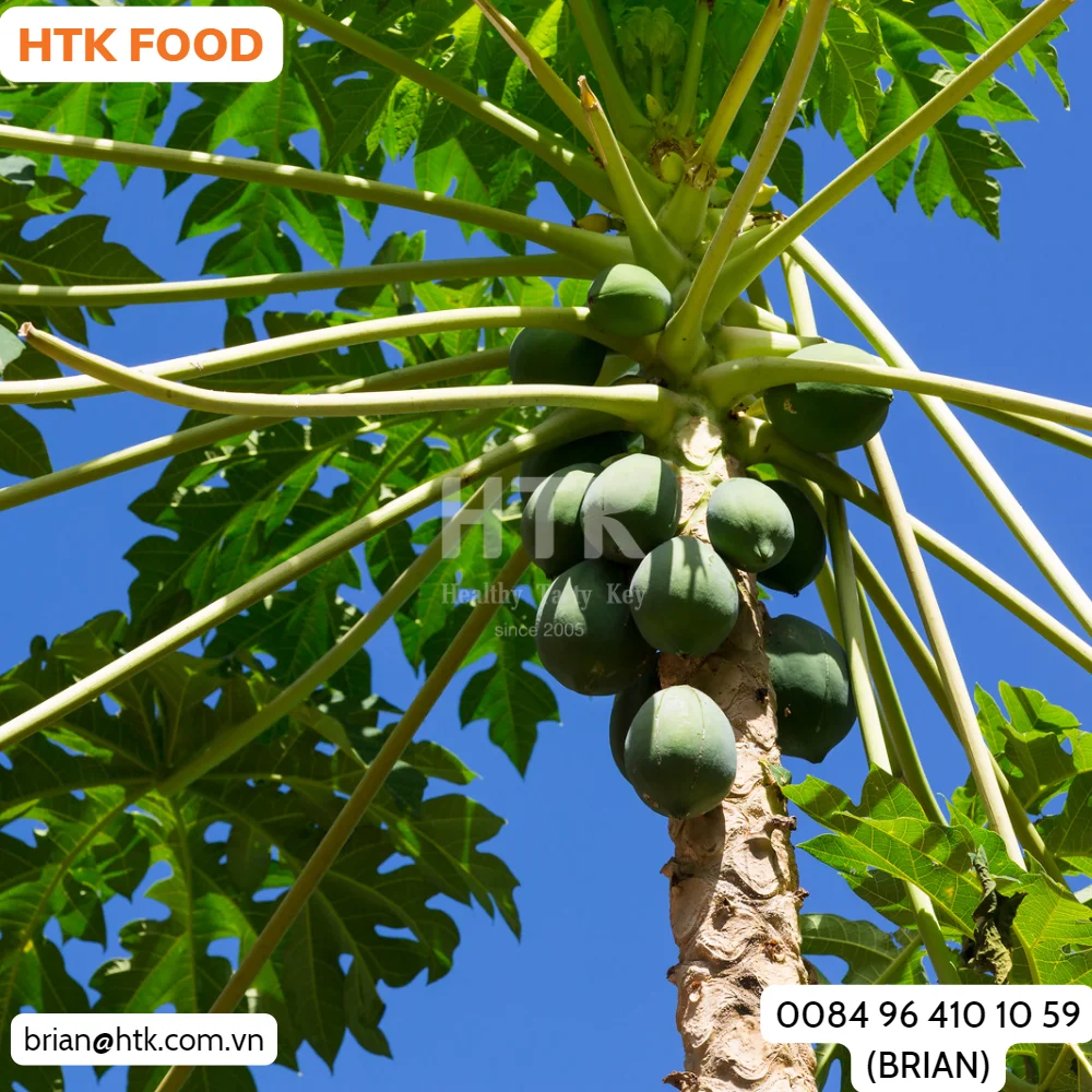 BEST SELLER FROZEN Yellow Red PAPAYA JUICE l CONCENTRATE Made In Vietnam Factory from HTK FOOD for Food & Beverage