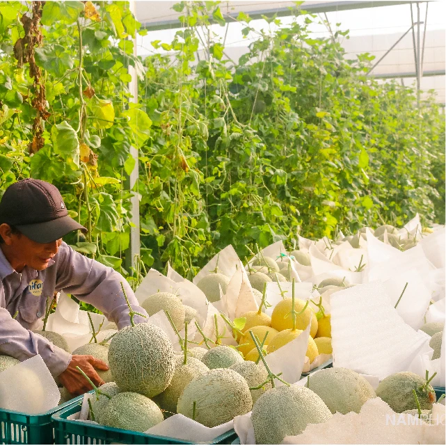 Оптовый продавец органических свежих дынчатов, здоровых тропических фруктов из Unifarm Vietnam