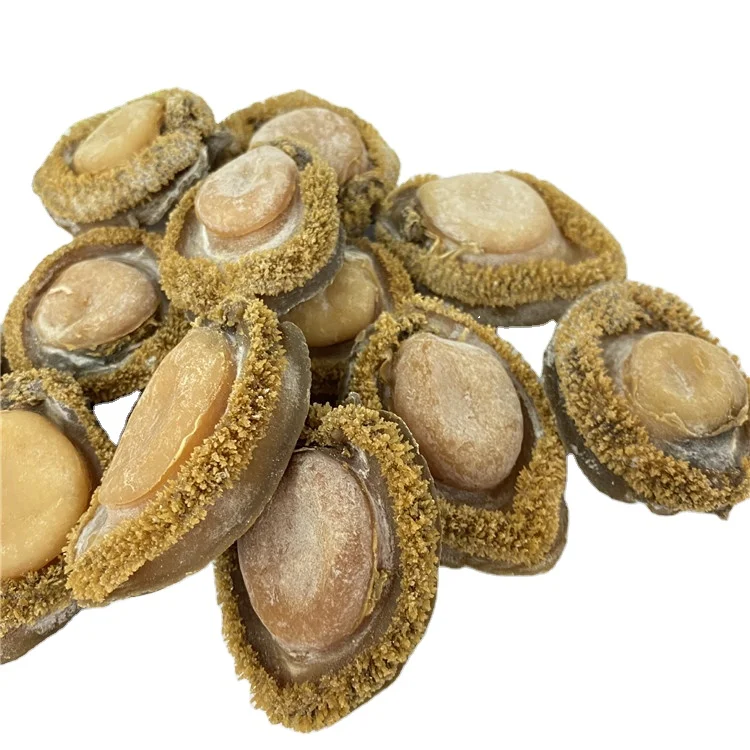 Nutritious Fresh Shellfish Cooked Whole Abalone without Shell