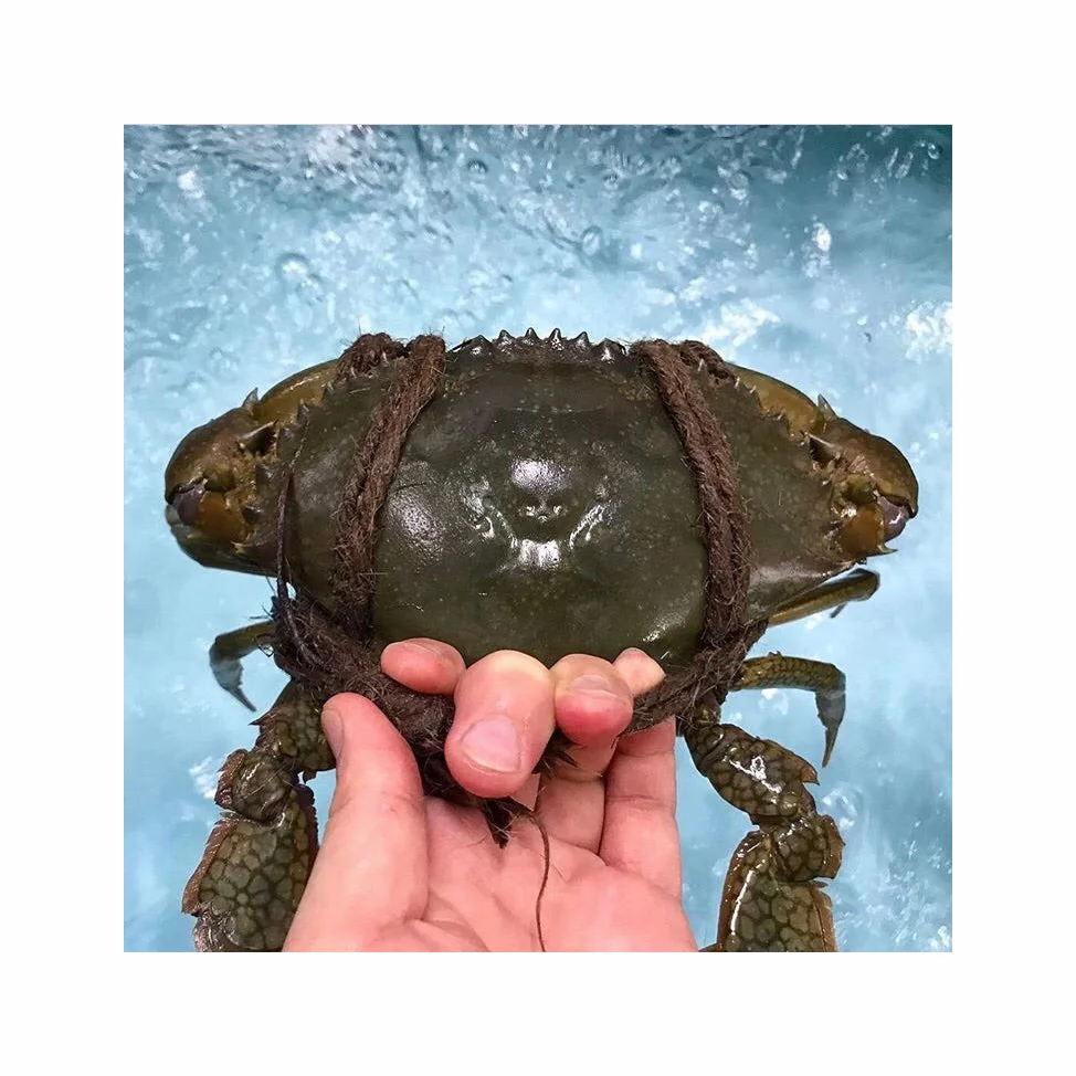 Best Quality Fresh Live Red King Crab Norwegian King Crab Alaskan King Crab/Buy King Crab/Hot sales King Crab Legs