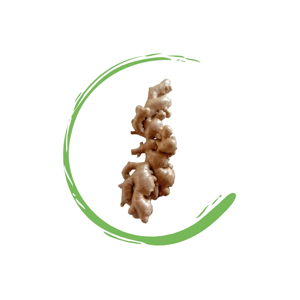 Best Export Quality Thailand Fresh Matured Gingers