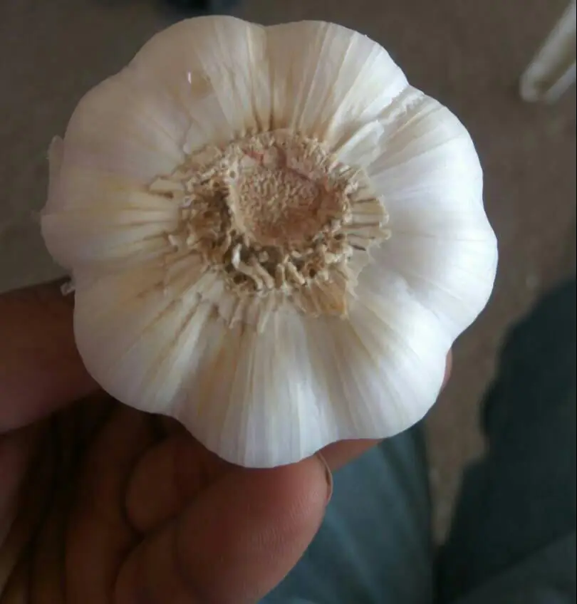 FRESH GARLIC BULB PURE WHITE BEST QUALITY & CHEAP PRICE FOR SALE