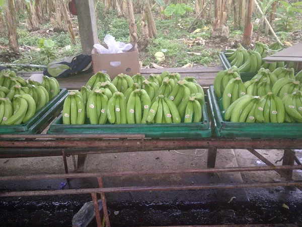 banana3 (1).jpg