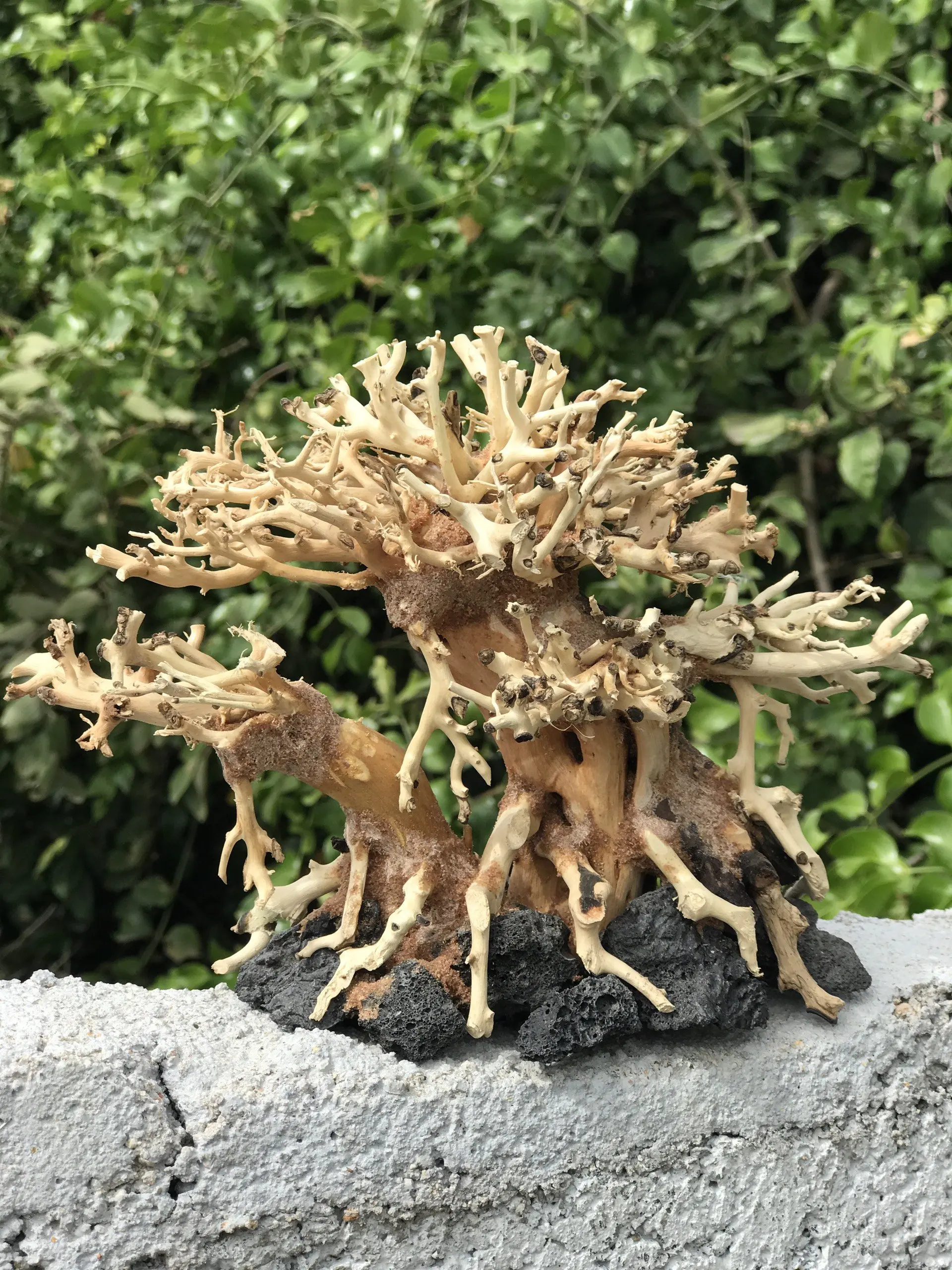 High Quality DRIFTWOOD Ceramics for Aquarium Fish Tank & Stand Most Competitive in Market Sourced in Vietnam