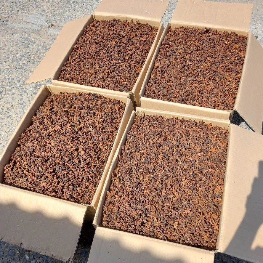High Quality Dried Star Anise New Crop Spices for Cooking Wholesale Bulk Cinnamon Seed and Herb at Low Prices