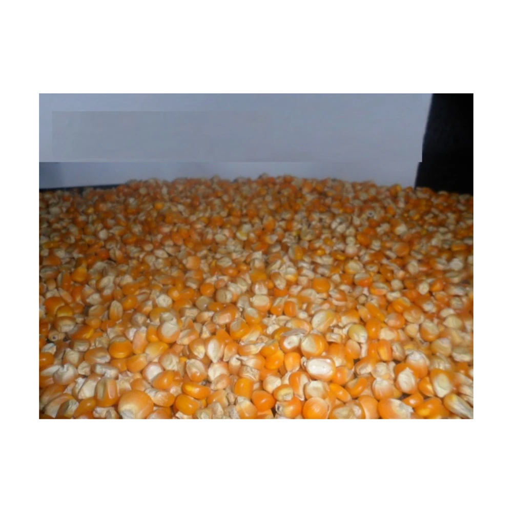 Best selling high on demand standard quality dried yellow corn at 100% wholesale exporter from Philippines