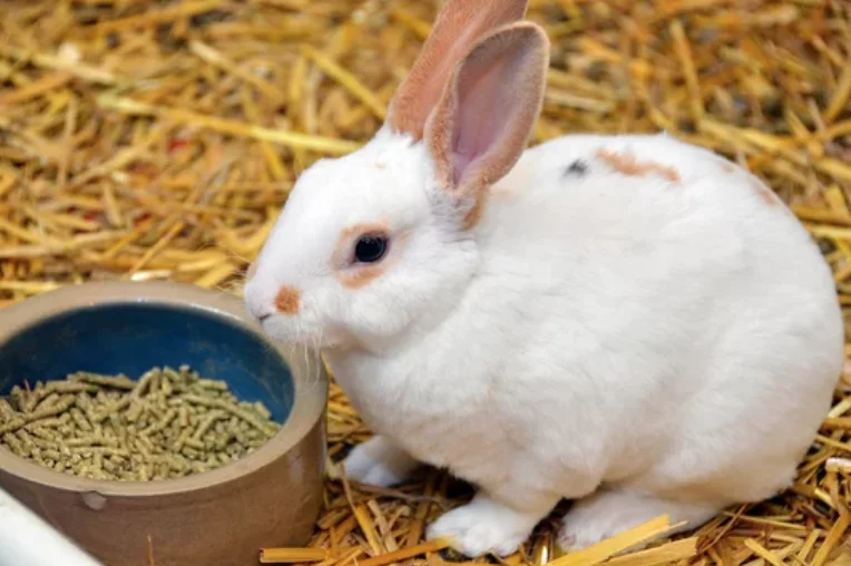 100% natural straw pellet | Straw pellets for Bedding of all kinds of animals and pets