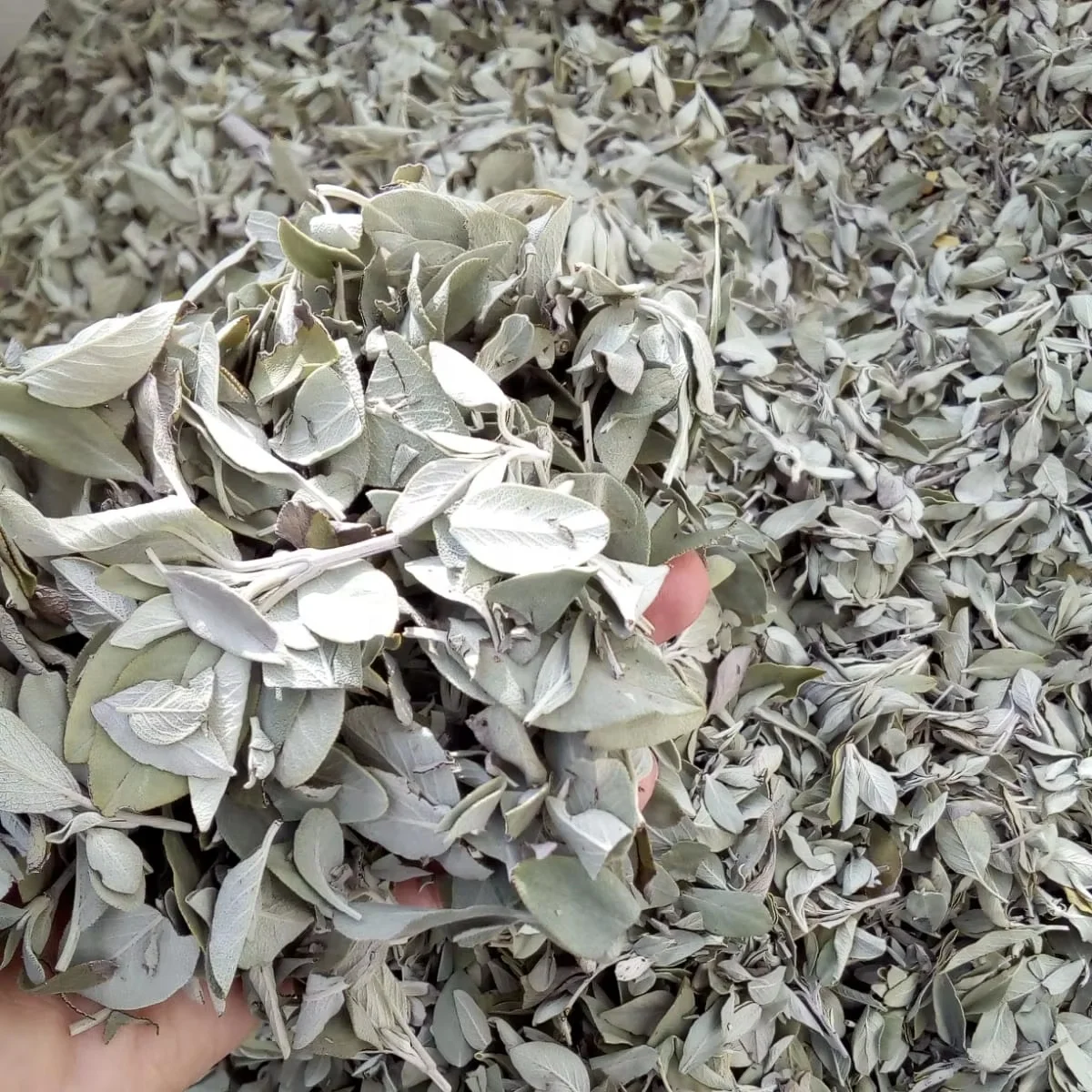 Herb Blend Sage Premium Cleansing Lavender Rosemary & More Natural Purifying and Aromatic Herbal Smudge Kit