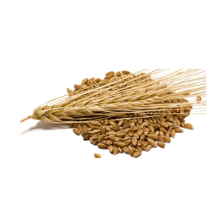 1/6 кормовое Ячменное Зерно/Ячменный Солод/ячменный