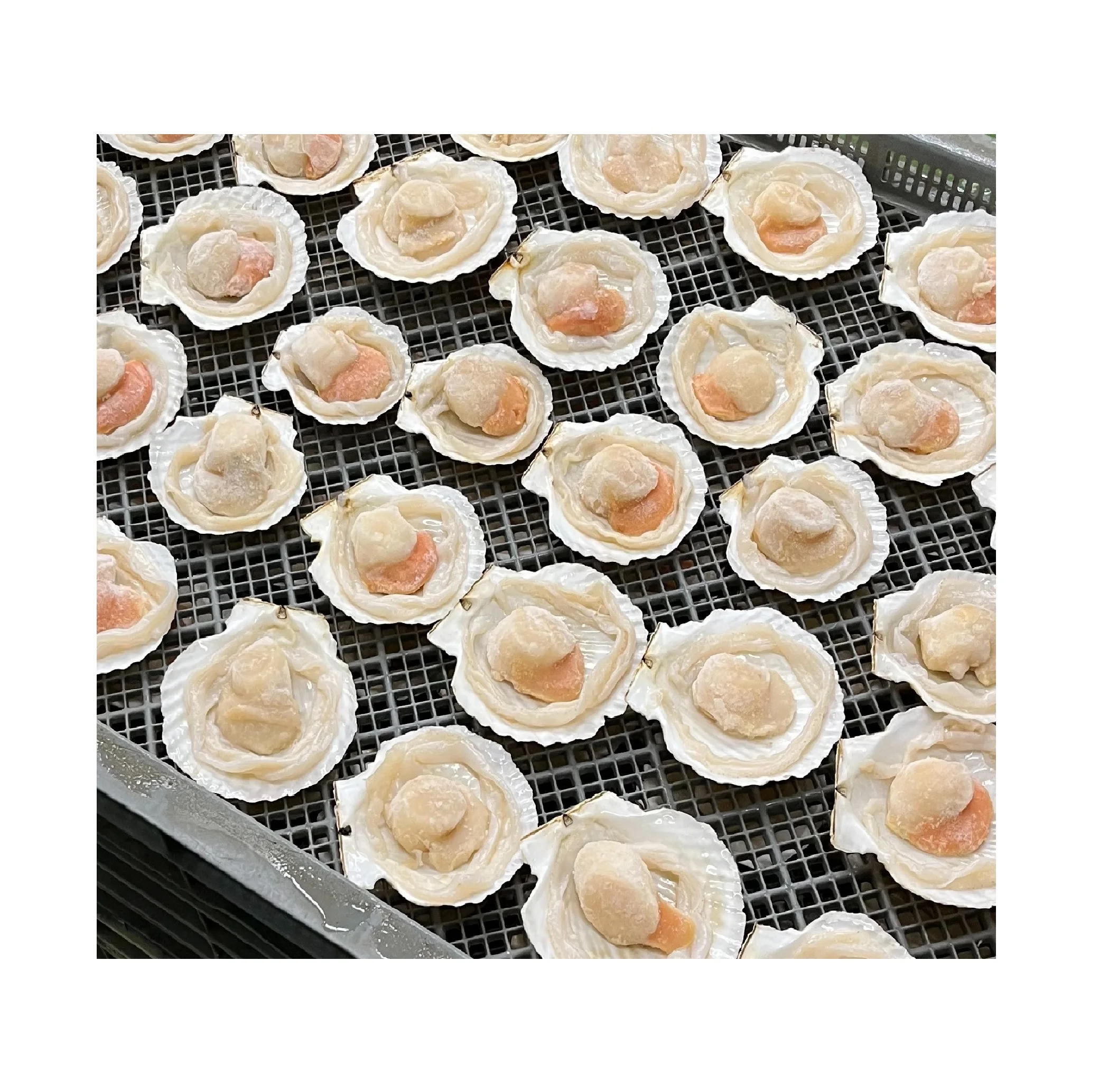 Japanese Large Shell Meat Price Seafood Supplier Dry Frozen Scallop