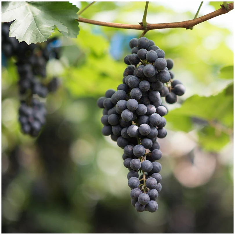 Fresh Black Grapes Vitoria Cheap Packaging Brands Natural Delicious Manufacturers Fruit Fresh Black Grape For Sale
