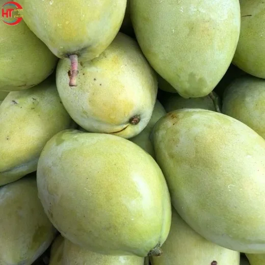 High Quality Vietnam Brand Fresh Fruit Export Organic Cultivation Unripe Maturity Slightly Sweet Taste Keo Mango