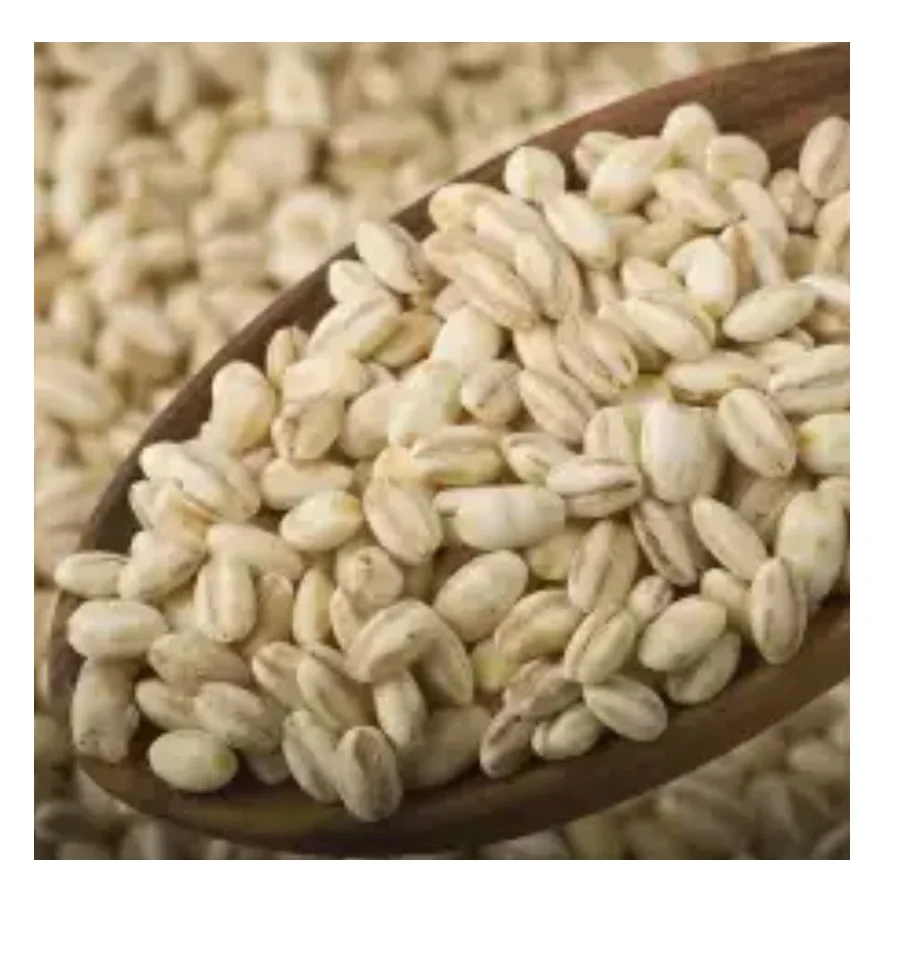 Best Seller Barley Grain / Quality Feed Barley for Sale / Barley for Feed and Human Consumption