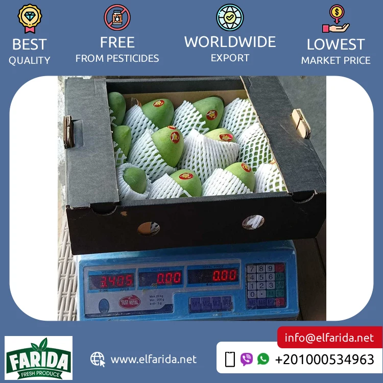 Good Quality Hot Selling Original Delicious Taste 100% Natural Fruit Fresh Mangoes from Egypt Origin Exporter at Wholesale Price