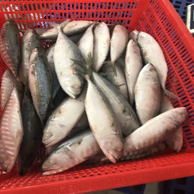 New Landing Frozen Fish Pacific Mackerel Seafood High Quality Land Fresh for sale