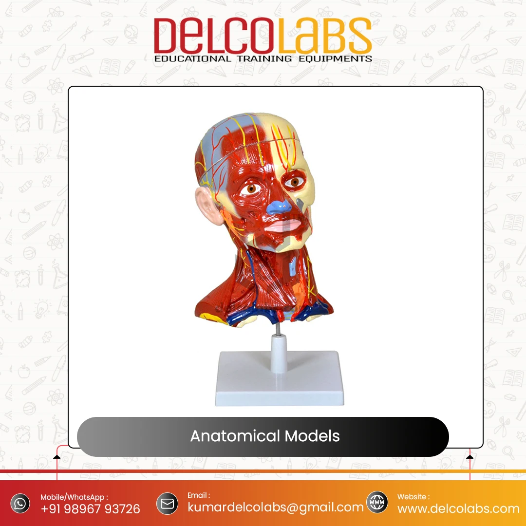 Medical Science Anatomical Models Top Quality Ear Heart Brain Lungs Digestive Respiratory Nervous Head Circulatory Model