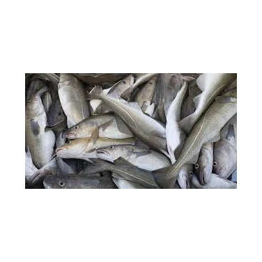 Best Quality Sliced Fresh Cod Skrei Fish With ISO Certification