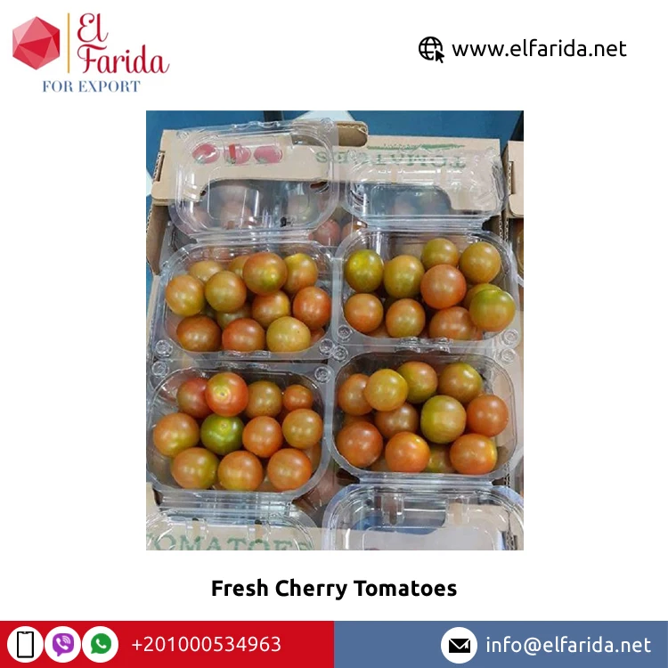 Egypt Origin Supplier Selling Best Quality Fresh Vegetables Products Fresh Cherry Tomatoes at Wholesale Market Price