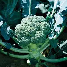Fresh Vegetables IQF Broccoli