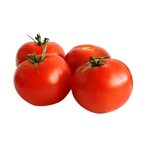 delicious fresh tomato export at good price