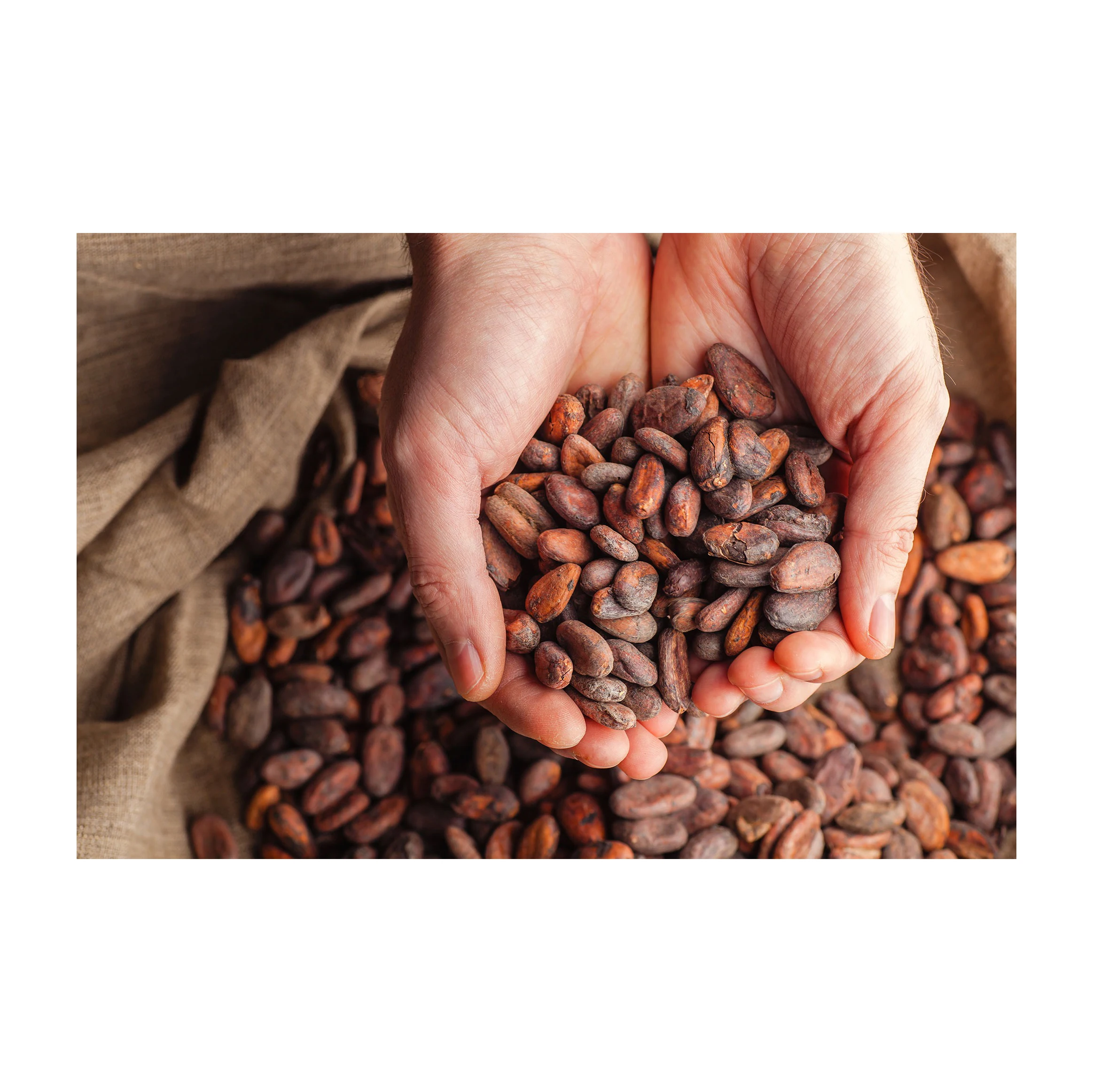 Wholesale Top Quality Cocoa Bean In Cheap Price