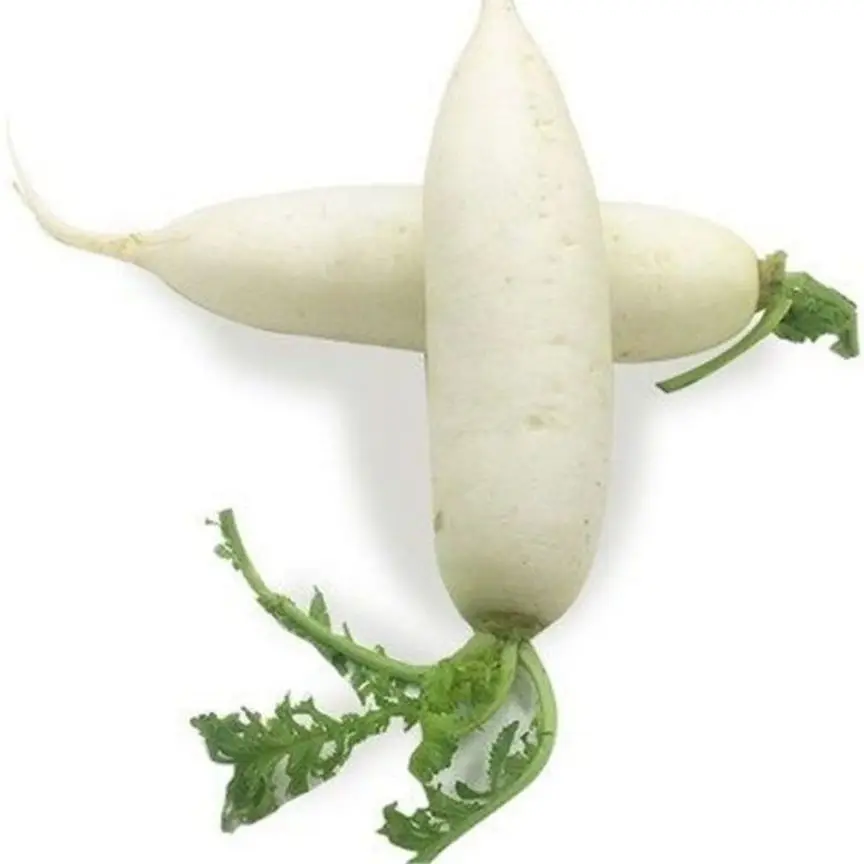 Top grade Radish fresh white/green/red radish whole price directly from factory