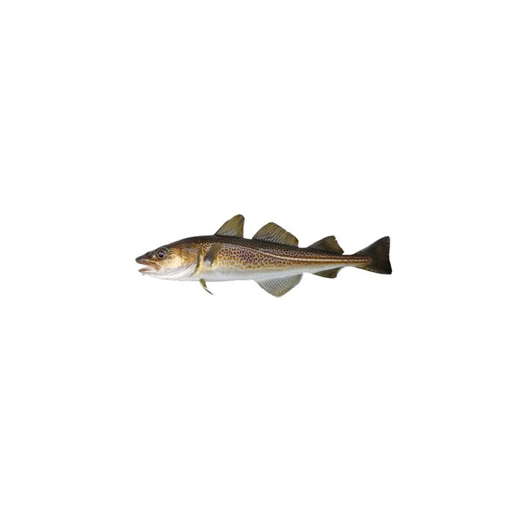 Fresh Cod Skrei Fish 100% Export Quality Fish