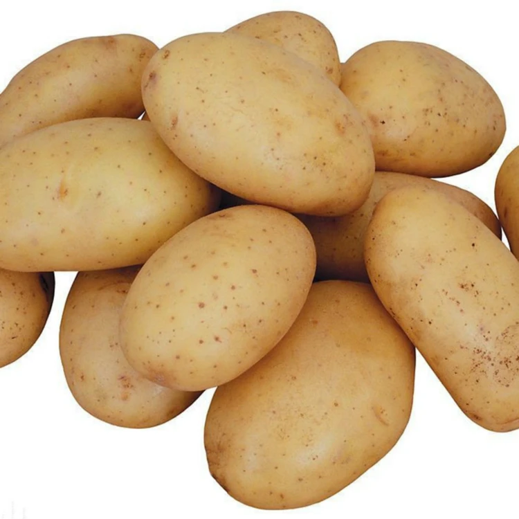 Best selling fresh potato / potato chips at cheap price - Wholesale for frozen potato french fries